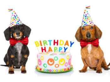 two dachshund with cake