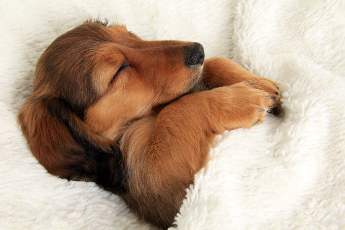 9 Tips For The First Week With Your Dachshund Puppy