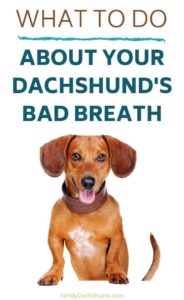 Why Does My Dachshund Have Bad Breath? (and What You Can Do About It ...