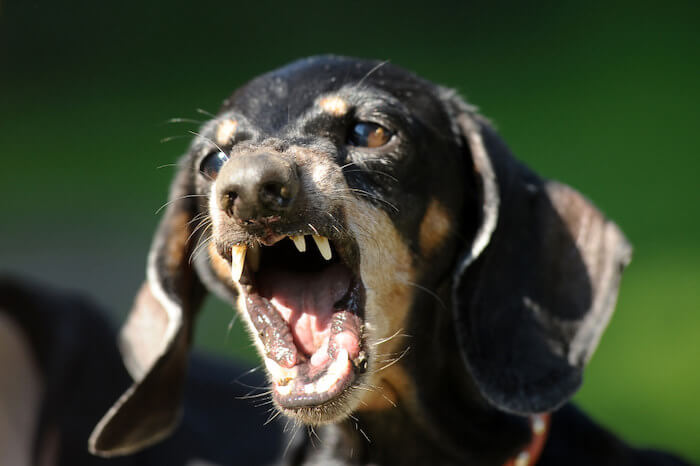Are Dachshunds Aggressive Dogs?