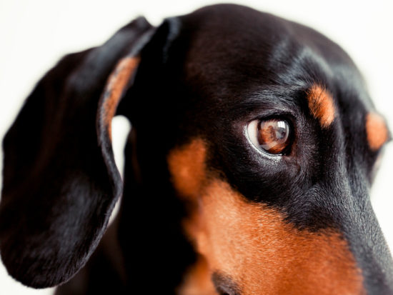 5 Tips to Stop Your Dachshund from Begging