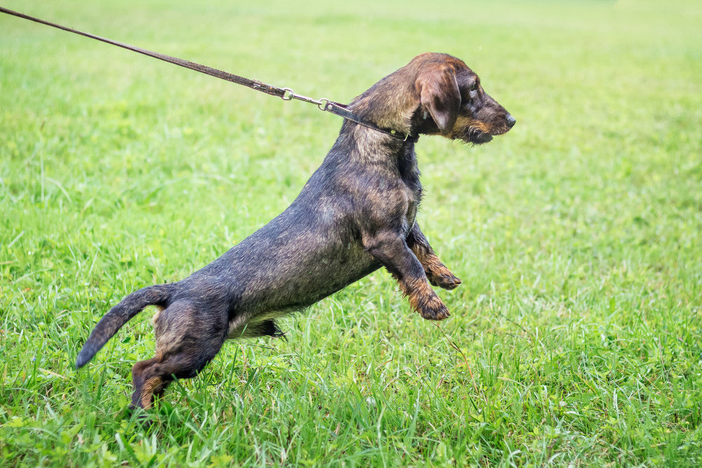 stop dog lunging at other dogs