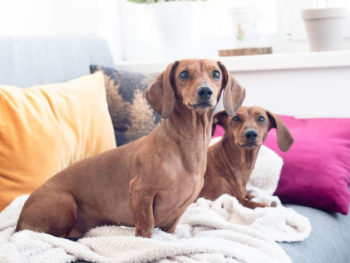 Two dachshunds in an apartment
