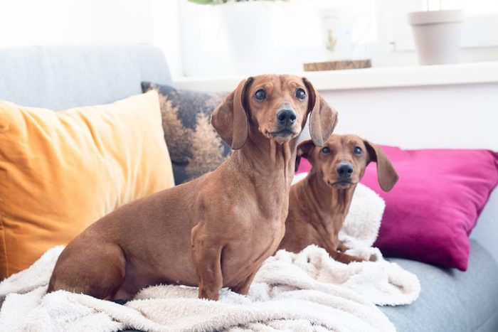 Two dachshunds in an apartment