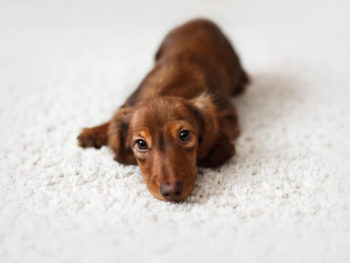 Dachshund dog looks at camera in home