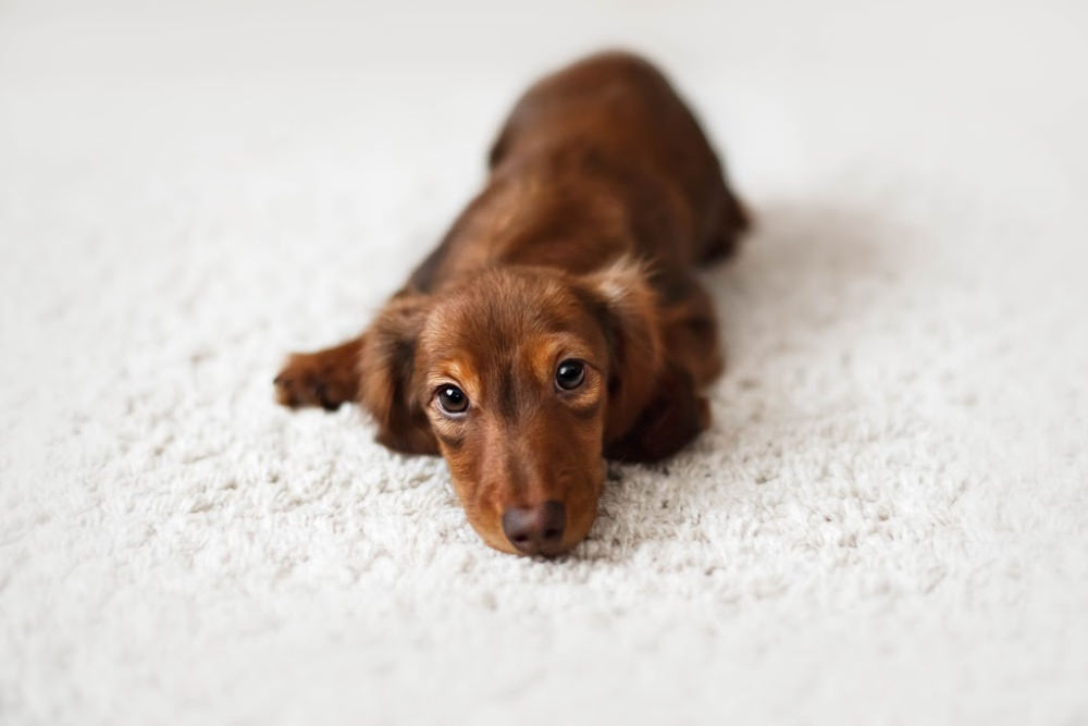 are dachshunds stubborn dogs