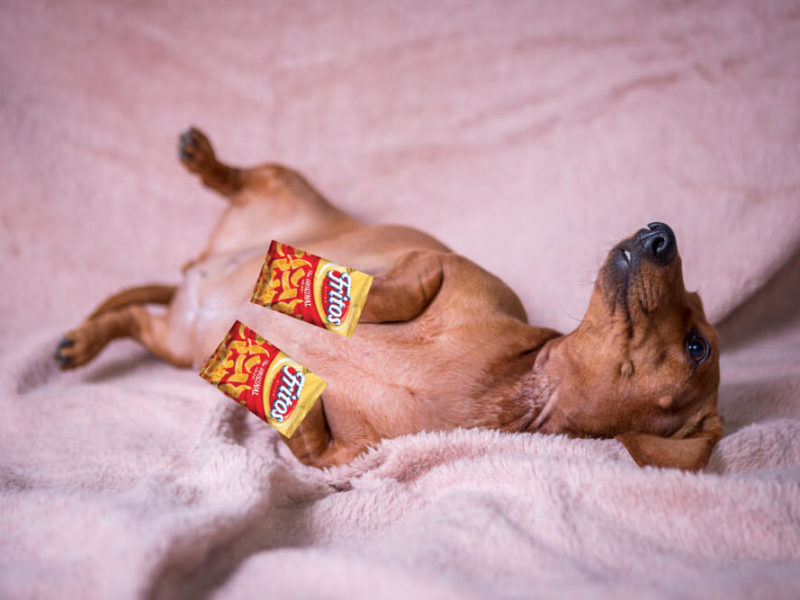 Dachshund laying on bed with Fritos