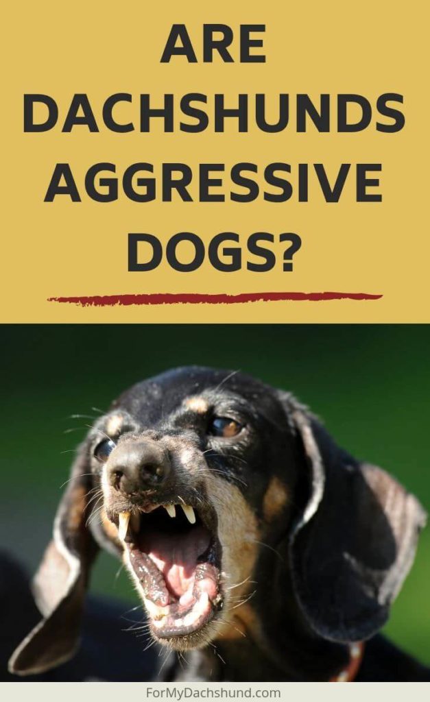 Curious about getting a dachshund? This article discusses if they're aggressive dogs or not.