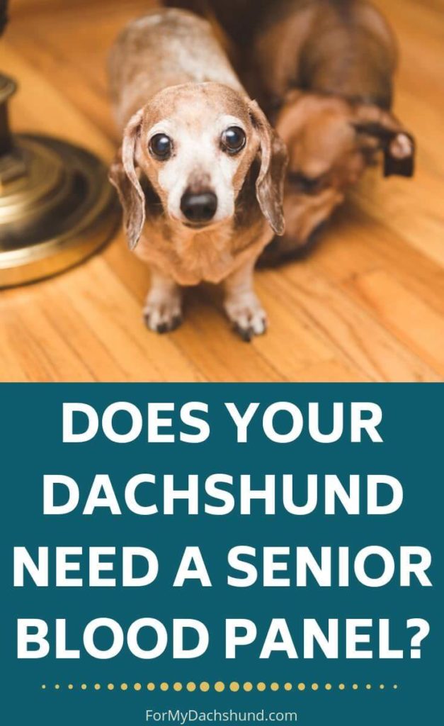 Does your Dachshund need a senior blood panel? Here are a few factors to consider.