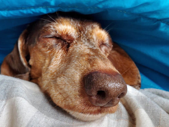 Why Do Dachshunds Love to Sleep Under Blankets? - For My Dachshund