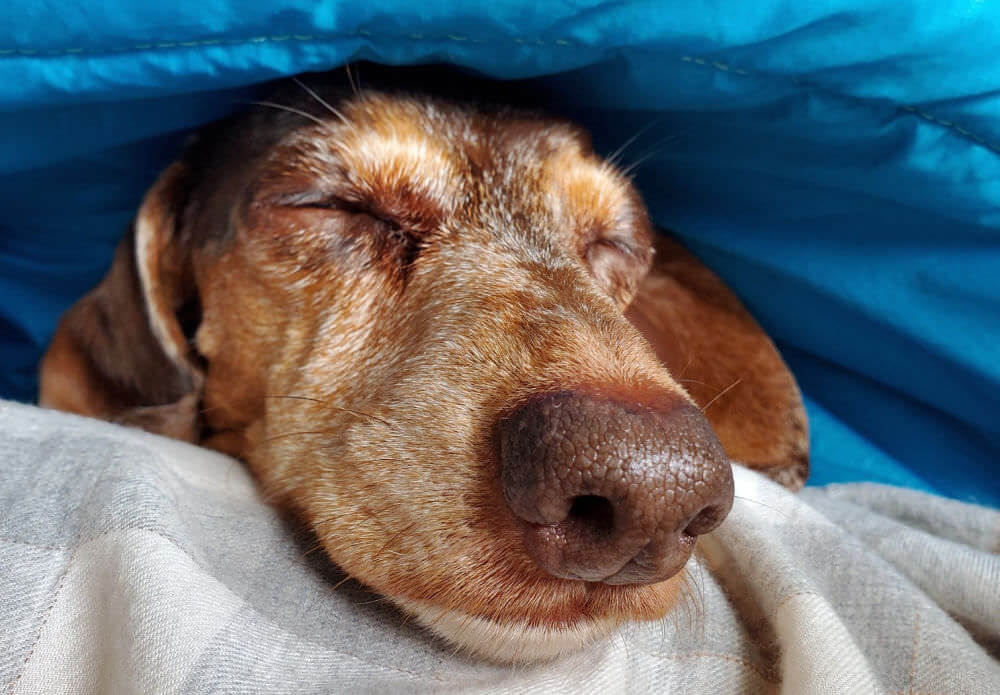 why do dachshunds sleep under covers
