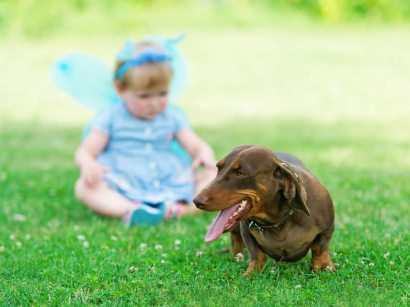 Are Dachshunds Good With Kids and Babies?