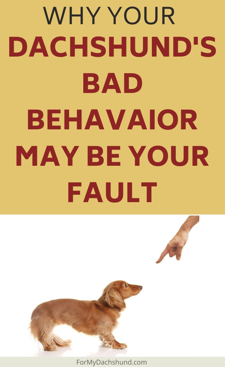 Is your Dachshund misbehaving? Their bad behavior may be your fault.