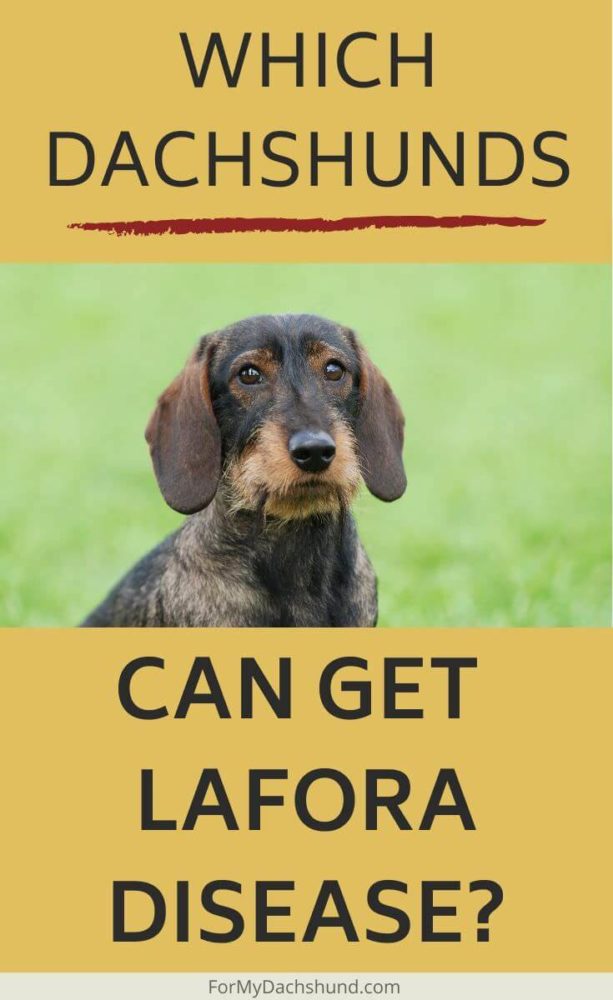 Lafora Disease in Dachshunds: What You Need to Know