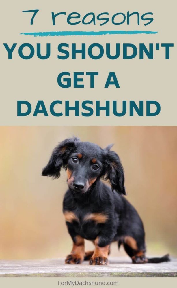 7 Reasons You Shouldn’t Get a Dachshund - For My Dachshund