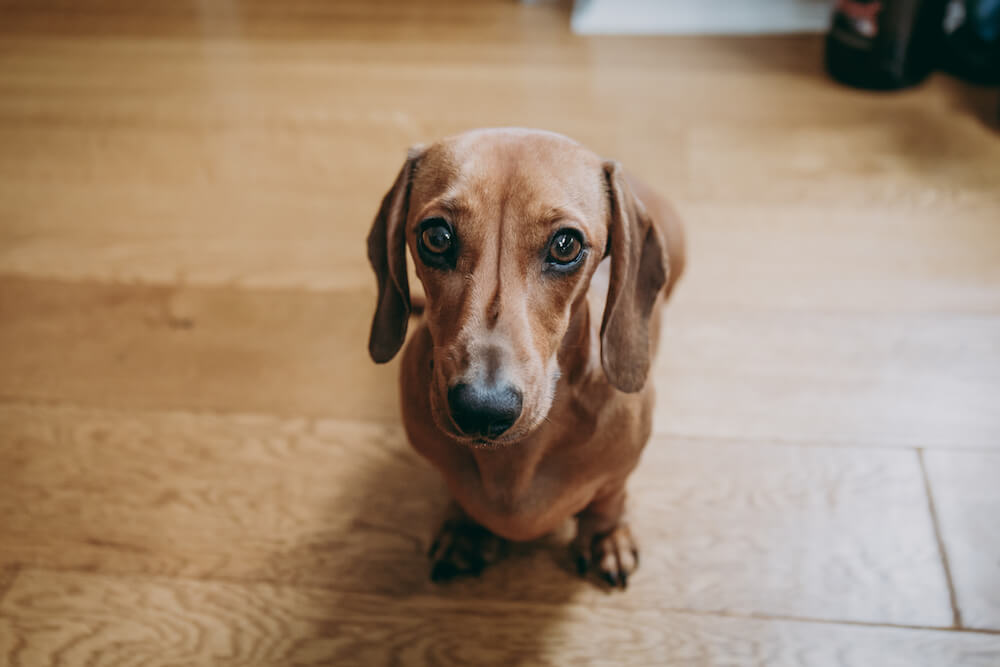 5 Crucial Training Commands That Every Dachshund Must Know