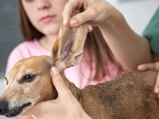 How to Clean Your Dachshund’s Ears