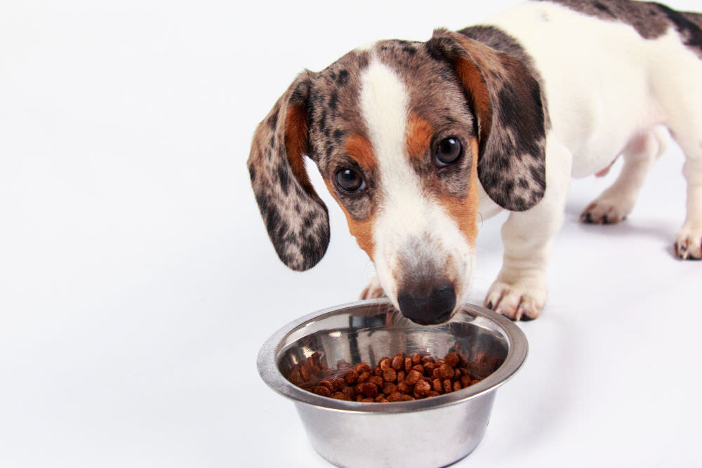 Best diet dog shop food for dachshunds