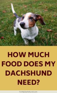 How Much Food Should I Feed My Dachshund? - For My Dachshund