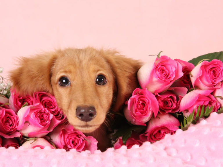 10 Tips for Buying a Dachshund Puppy