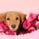 Cream Dachshund puppy surrounded by pink roses