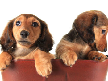 Two longhair Dachshund puppies in a red purse. The one on the left is looking at the camera, the one on the right is looking off to the side at the ground.