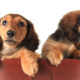 Two longhair Dachshund puppies in a red purse. The one on the left is looking at the camera, the one on the right is looking off to the side at the ground.