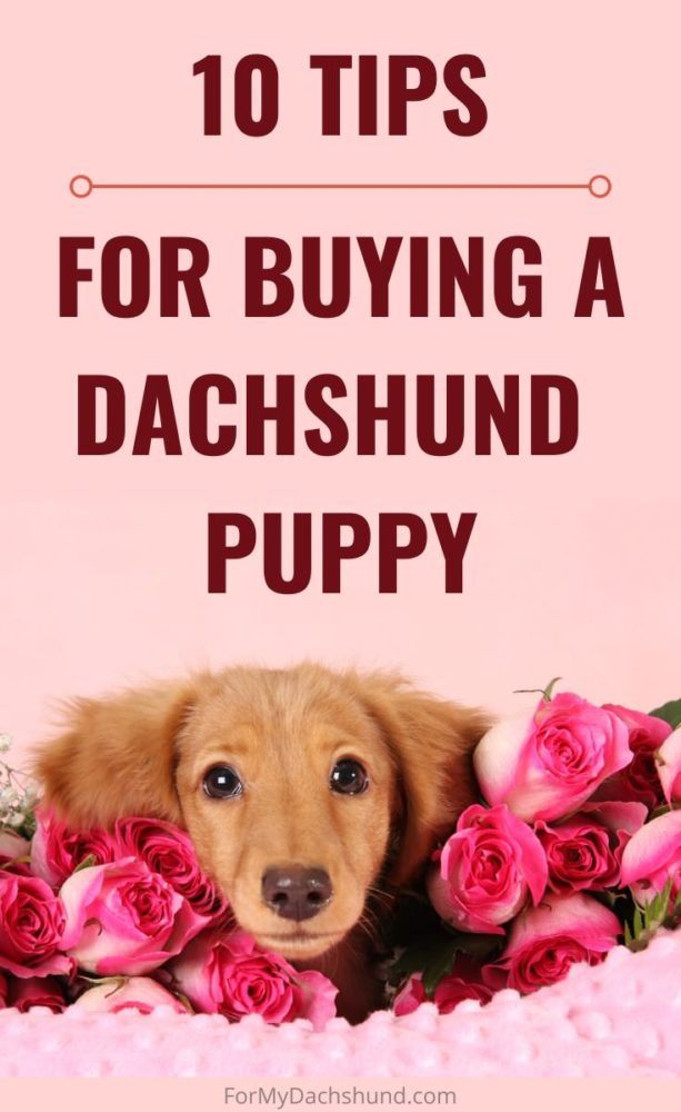 buy a dachshund