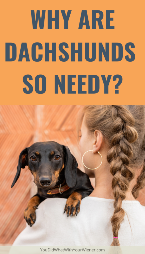 Why Are Dachshunds So Needy? - For My Dachshund