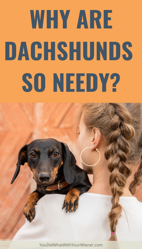 Does your dog need constant attention? Here are a few reasons why Dachshunds tend to be so needy.
