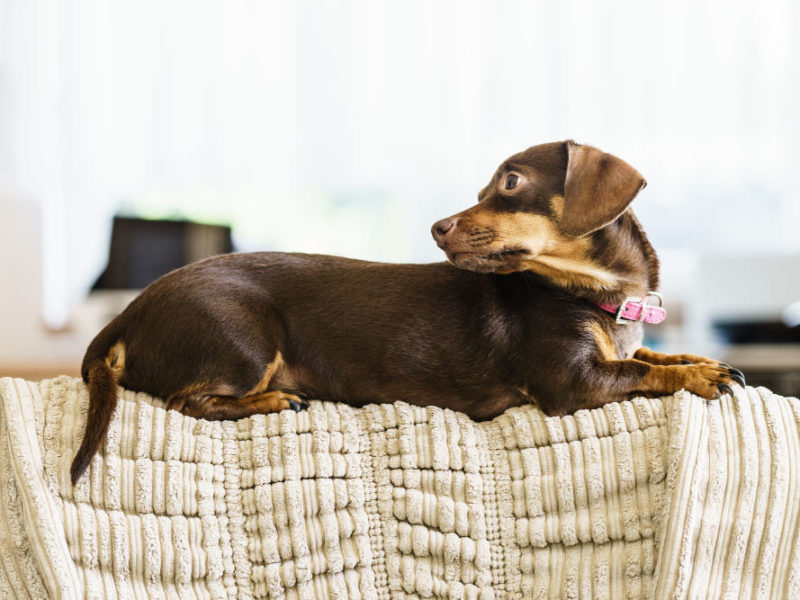 dachshund on couch