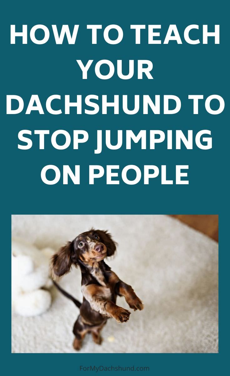 Does your dog keep jumping on people? Here's how to teach your Dachshund to stop jumping on people.
