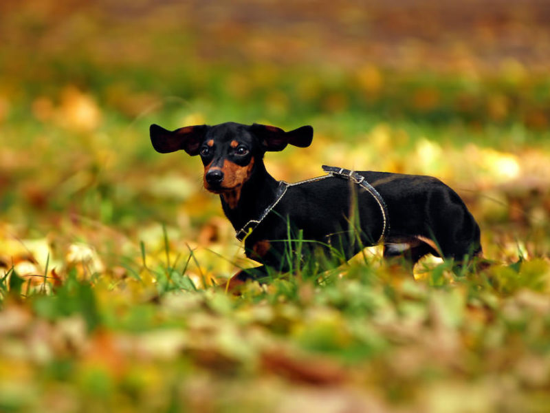 dachshund dog in park