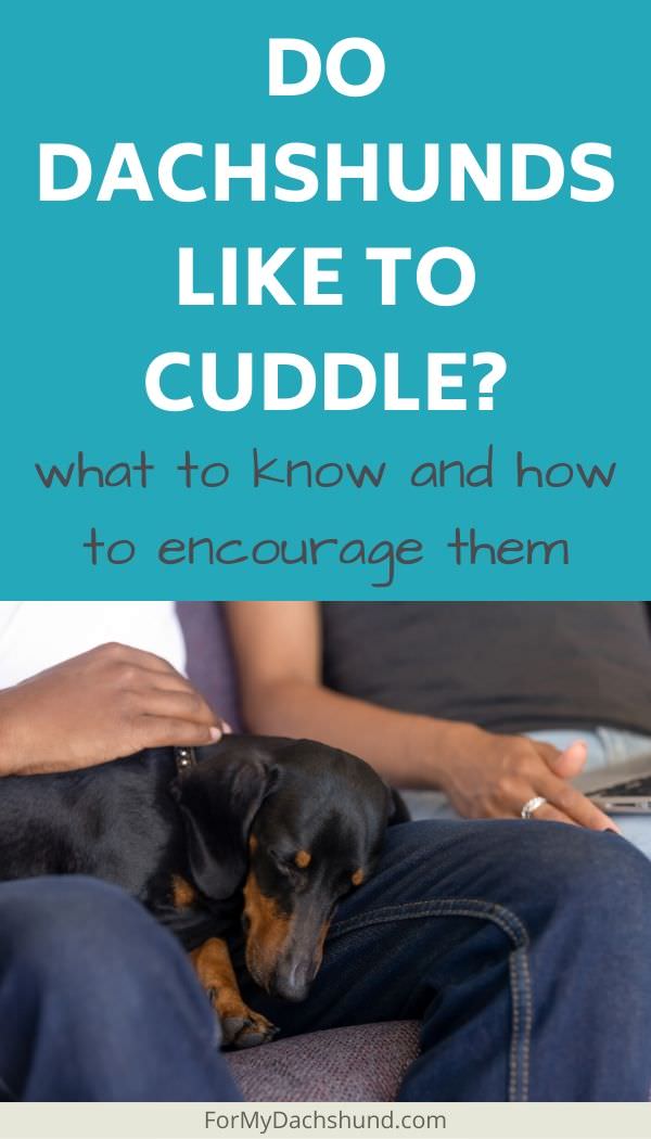 Do Dachshunds like to cuddle? Here's what you should know and how to encourage them to cuddle.