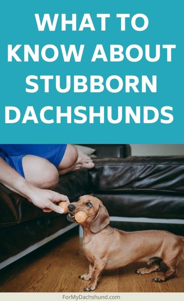 Are Dachshunds Stubborn? - For My Dachshund