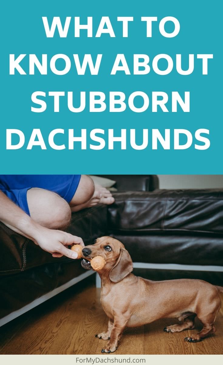 Is your Dachshund stubborn? Here are some tips to get them to listen to you better.