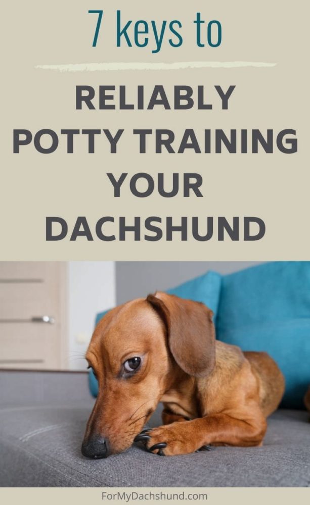 Potty Training a Dachshund can be frustrating and take longer than with other breeds. It can be done though. The tips in this article will help.