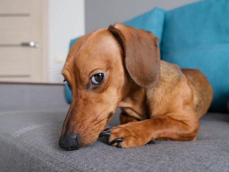 Red Dachshund laying on a couch looking guilty