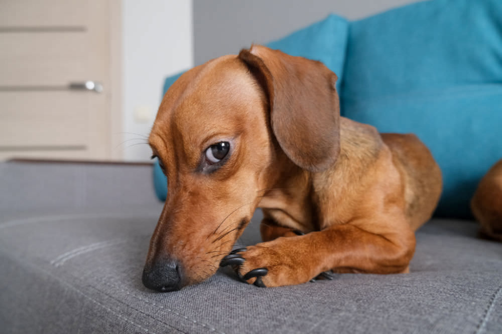Top 7 Tips for Potty Training a Dachshund