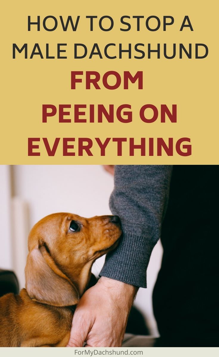 Is your male Dachshund peeing on everything? Here's how to stop them from doing it.