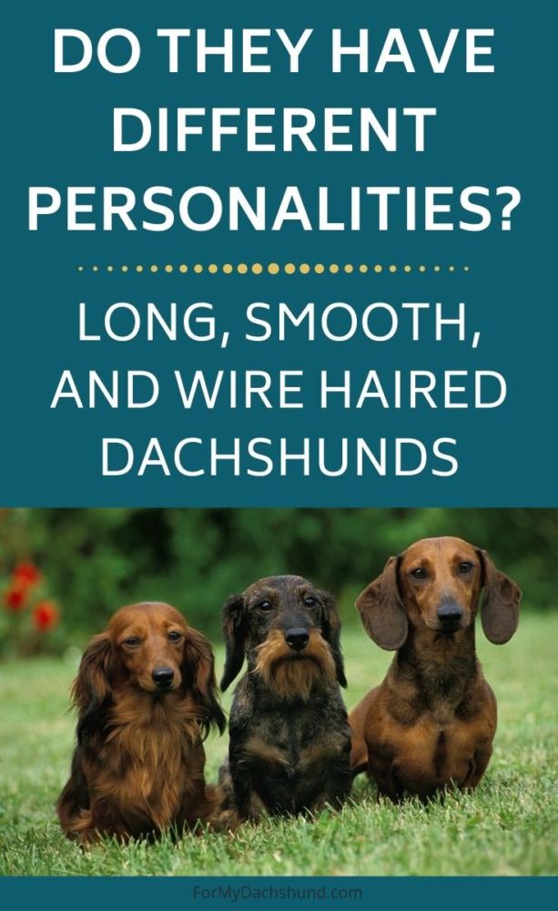 Do Long, Smooth, And Wire Haired Dachshunds Have Different Personalities?