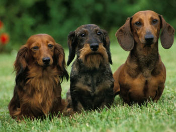 Long haired, wire haired, and smooth haired Dachshund sitting next to each other on the lawn