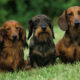 Long haired, wire haired, and smooth haired Dachshund sitting next to each other on the lawn