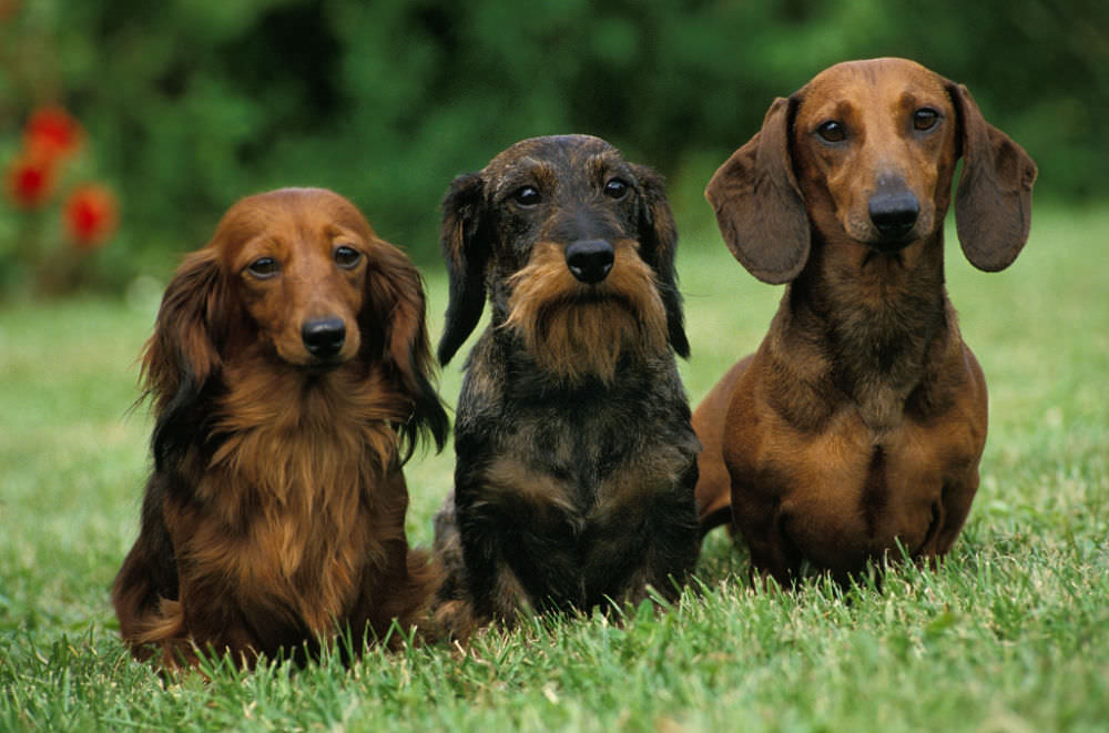 Do Long, Smooth, and Wire Haired Dachshunds Have Different