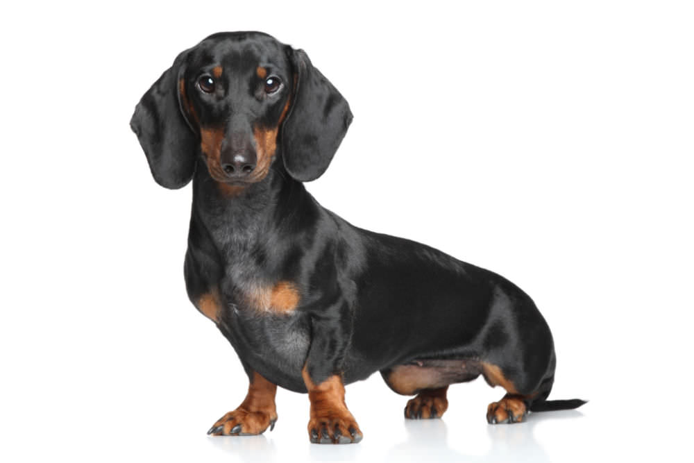 Do Long, Smooth, and Wire Haired Dachshunds Have Different Personalities?