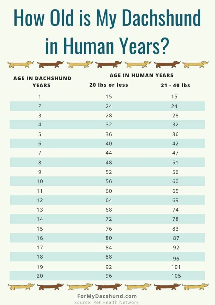 When is a Dachshund Considered a Senior? - For My Dachshund