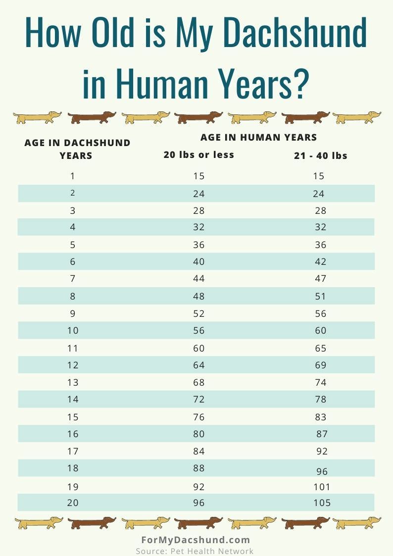 Dachshund-Human Age Chart