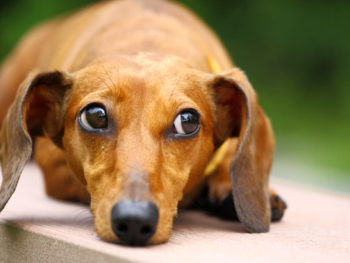 dachshund lying down
