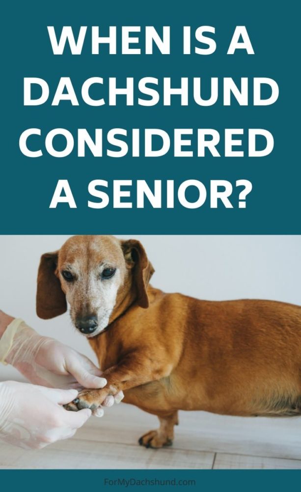 When is a Dachshund Considered a Senior? - For My Dachshund