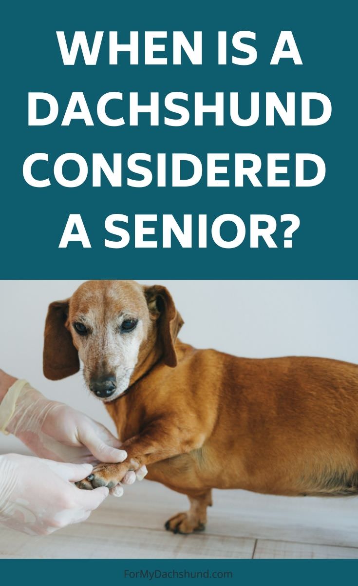 When is a Dachshund considered a senior? Here are some factors to consider.